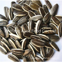 All Kinds of Chinese Seeds Supplier Bulk Quality Raw Sunflower Seeds 363 361